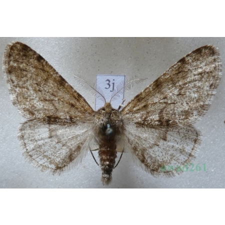 Phigalia pilosaria (Denis & Schiffermüller, 1775) male Włochacz naśnieżek Czech3j
